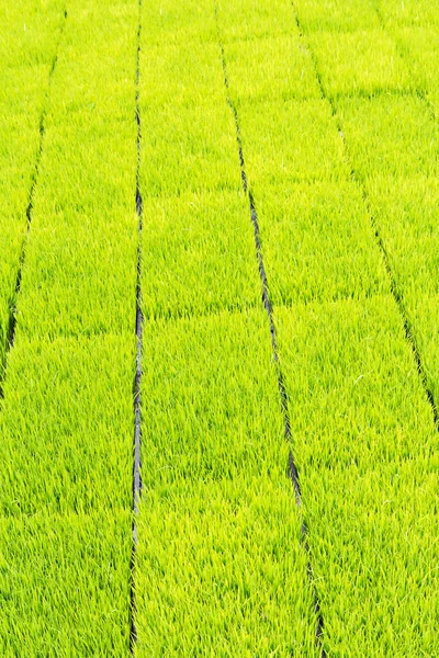 Rijst zaailing in tray planten — Stockfoto