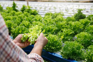 Çiftçi, bitki yetiştirme çiftliğinde organik hidroponik yeşil meşe marulu hasat ediyor..