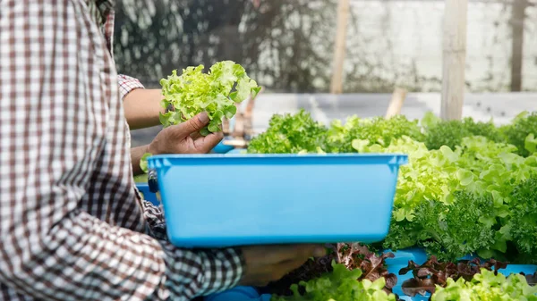 Agricultor Cosecha Lechuga Roble Verde Hidropónico Orgánico Granja Vivero Plantas — Foto de Stock