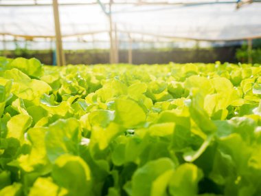 Bitki yetiştirme çiftliğinde hidroponik yeşil meşe ağacı, organik sebzeler..