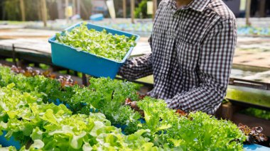 Çiftçi, bitki yetiştirme çiftliğinde organik hidroponik yeşil meşe marulu hasat ediyor..
