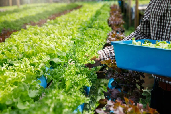 Farmer Harvest Organic Hydroponic Green Oak Lettuce Plant Nursery Farm — 스톡 사진