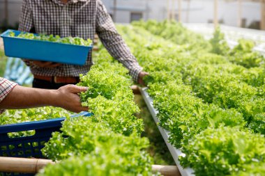 Çiftçiler bitki yetiştirme çiftliğinde organik yeşil meşe marulu hasat ediyorlar..