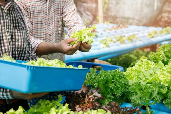 Agricultores Cosechan Lechuga Roble Verde Hidropónico Orgánico Granja Viveros Plantas — Foto de Stock