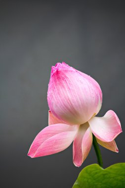 pembe lotus