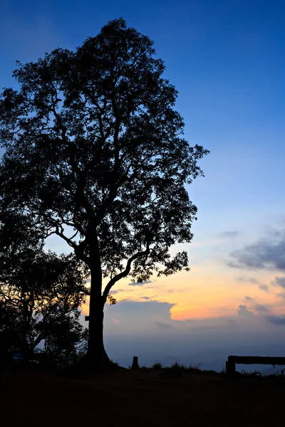 Grande árvore silhueta à noite — Fotografia de Stock