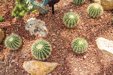 Echinocactus grusonii