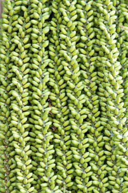 Olgunlaşmamış tembul fındık