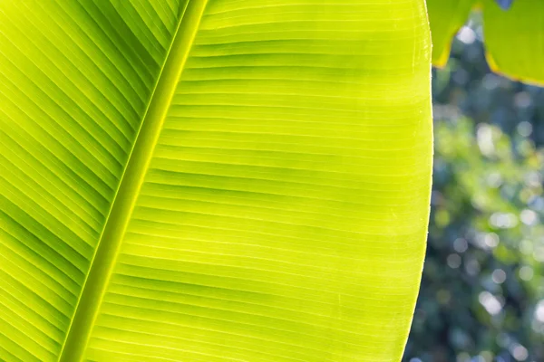 Textura de hoja de plátano —  Fotos de Stock