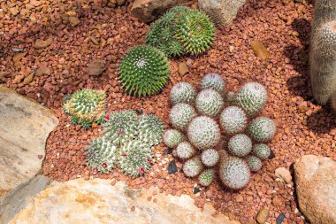 Echinocactus kaktüs