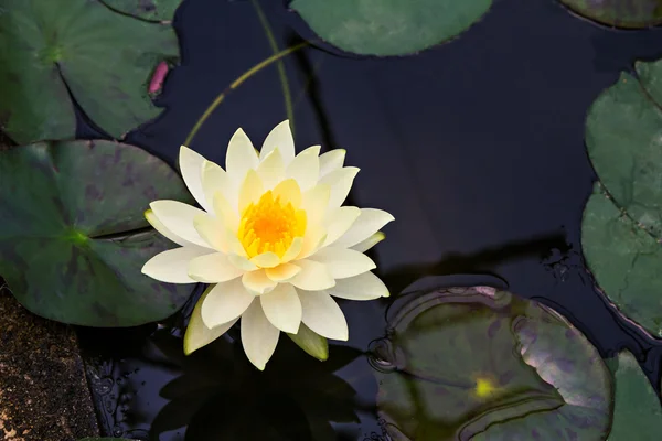 Lotus jaune — Photo