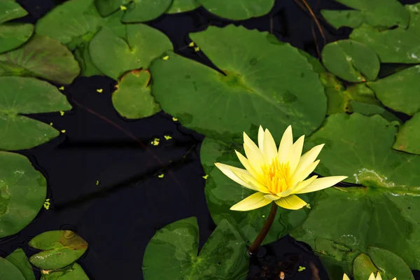 Gele lotus — Stockfoto