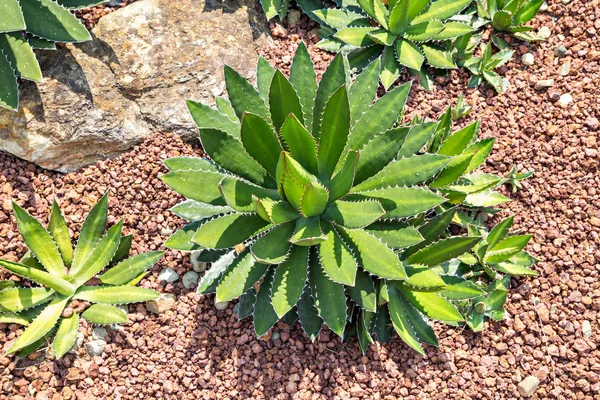 Agavi Cactus — Foto Stock