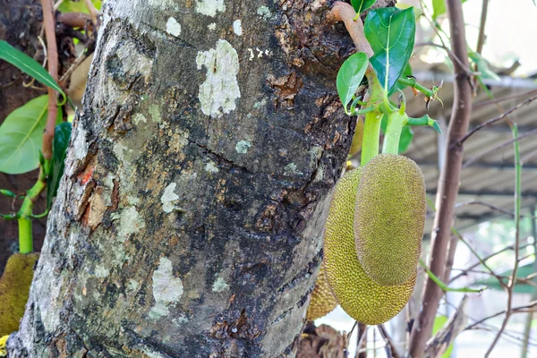 Jackfruit na stromě — Stock fotografie