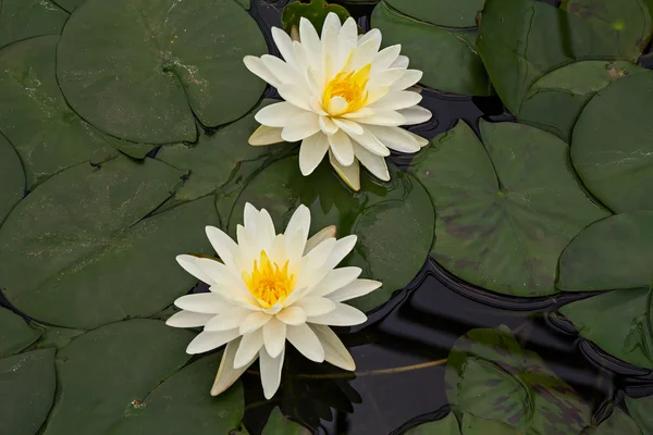 Tweemaal gele lotus — Stockfoto