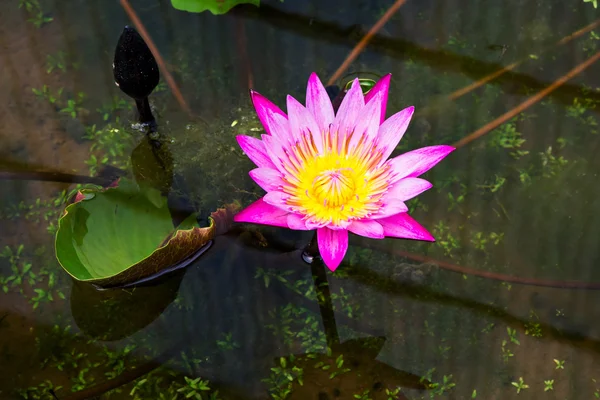 Magenta waterlily in de vijver — Stockfoto