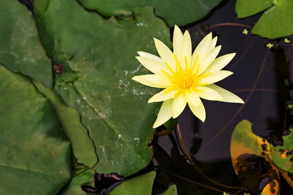 Mooie gele lotus — Stockfoto