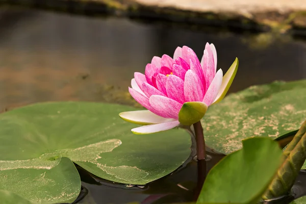 Roze lotus in zwembad — Stockfoto