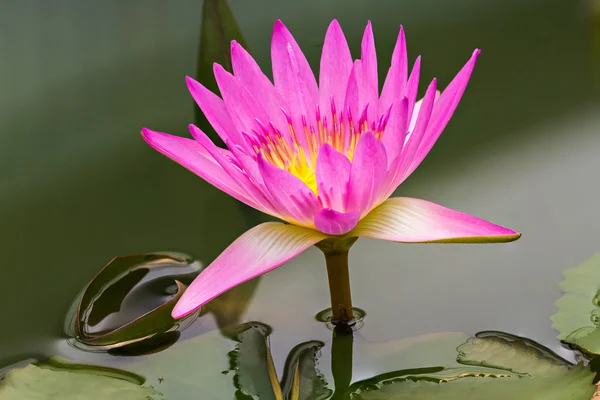 Magenta waterlily in de vijver — Stockfoto