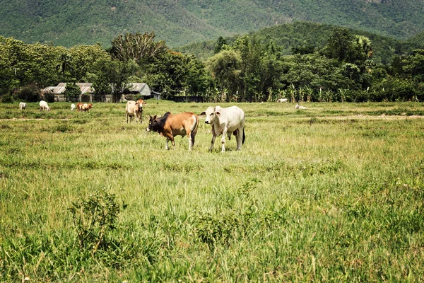 Vacas em pastagem terra estilo vintage — Fotografia de Stock