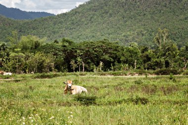 Mera arazi vintage tarzı üzerinde ineklerin