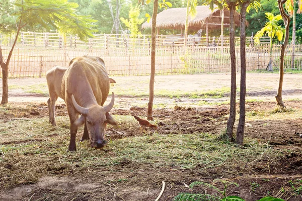Buffalo de agua tailandés —  Fotos de Stock