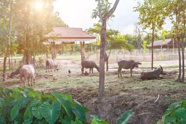 Saat akşam Texas'ın Tay dili su