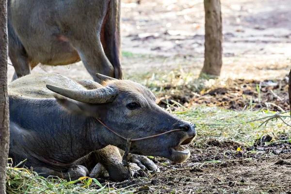 タイの水牛のヘッド ショット — ストック写真