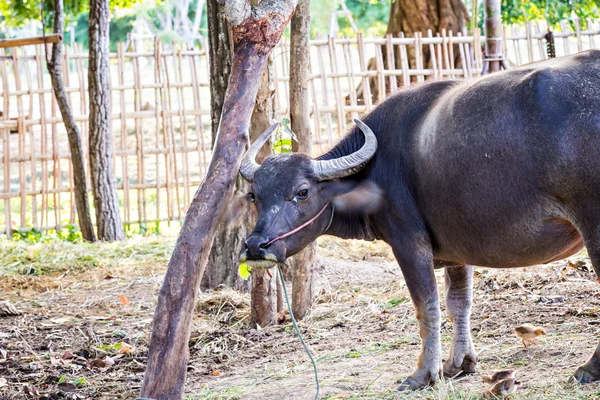 Tailandés agua búfalo cabeza disparo —  Fotos de Stock