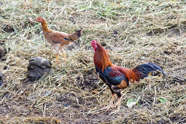 Kippen zoeken in boerderij voor feed — Stockfoto