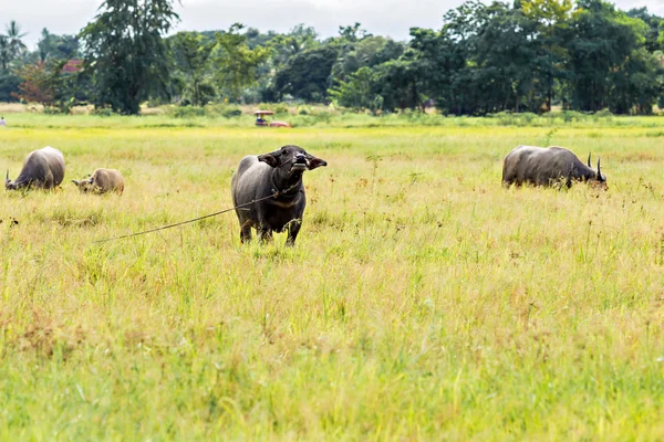 Buffaloes de agua tailandeses en el prado —  Fotos de Stock