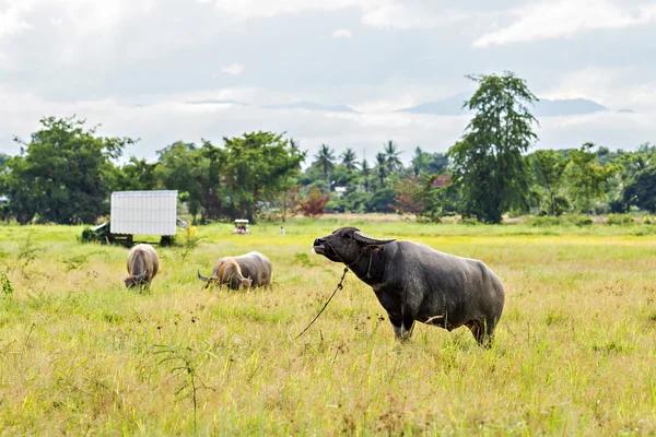 草原でタイの水牛 — ストック写真