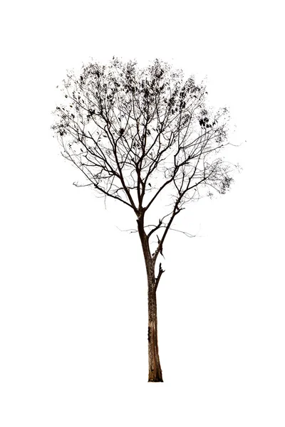 Velký strom izolovaný na bílém pozadí — Stock fotografie