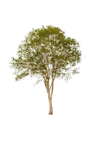 Großer Baum isoliert auf weißem Hintergrund — Stockfoto