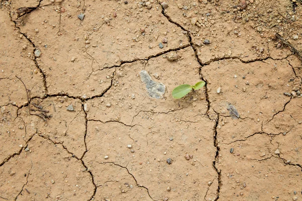 Plant grow up on dry cracked ground