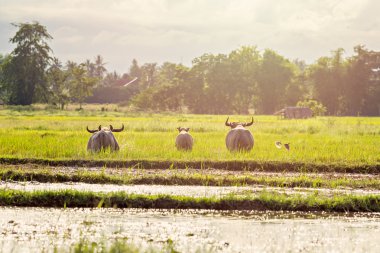 Thai water buffaloes running on swamp in evening clipart
