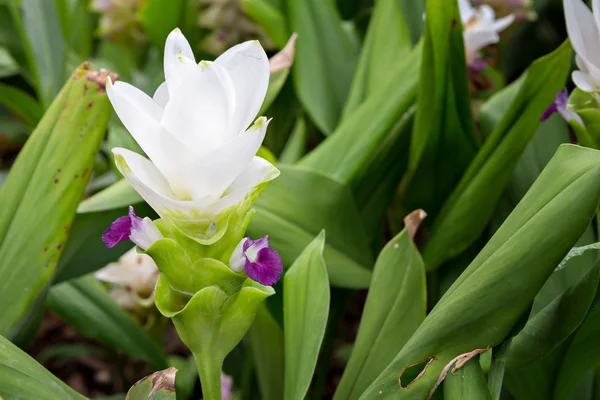 Fehér Curcuma alismatifolia vagy Siam tulipán — Stock Fotó