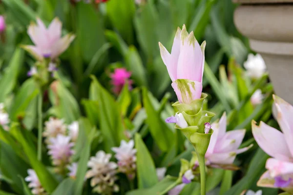 Rózsaszín curcuma alismatifolia vagy siam tulipán — Stock Fotó