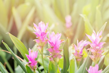 Vintage tarzı ile Siam Tulip bilinen pembe Curcuma alismatifolia
