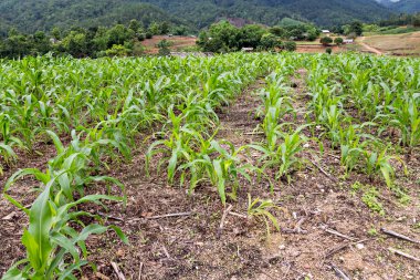 Yeşil fide Mısır alan Dağı'nda