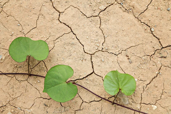 Plant grow up on dry cracked ground