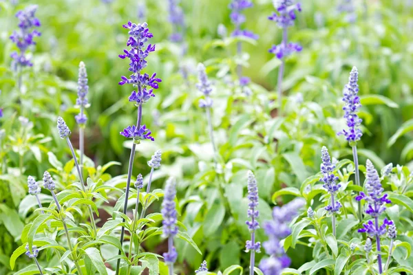 Hermosas flores violetas en el campo — Foto de Stock