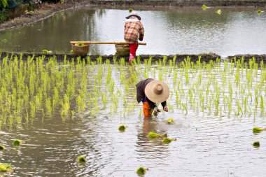Taylandlı çiftçi pirinç pirinç tarlaları üzerinde dikim