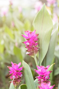 Siam Tulip bilinen pembe Curcuma alismatifolia