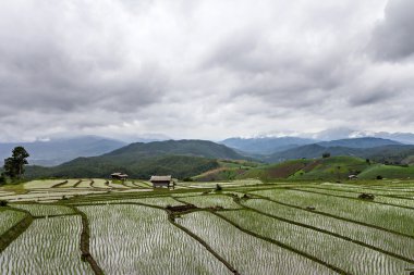 Teras pirinç tarlaları Chiang Mai, Tayland