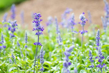 Sahada güzel mor çiçekler