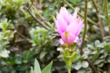 Siam Tulip bilinen pembe Curcuma alismatifolia