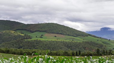 Ormansızlaşma için Dağı'nda tarım