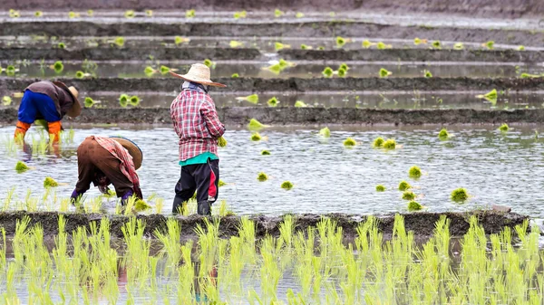 쌀 필드에 쌀을 재배 하는 태국 농부 — 스톡 사진