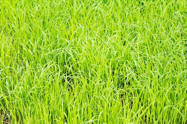 Mudas de arroz nos campos de arroz — Fotografia de Stock